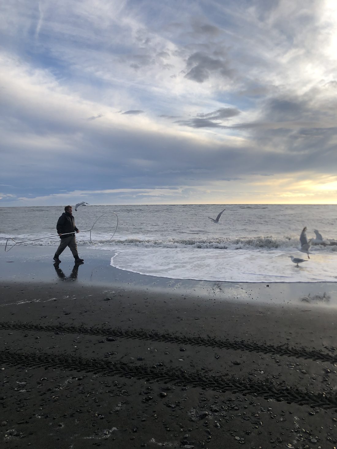 Dip netting on a beach at dusk with gulls overhead